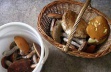 Об увеличении  случаев отравления  дикорастущими грибами 